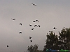 Uccelli ciconiiformi 58 - Airone cenerino.jpg